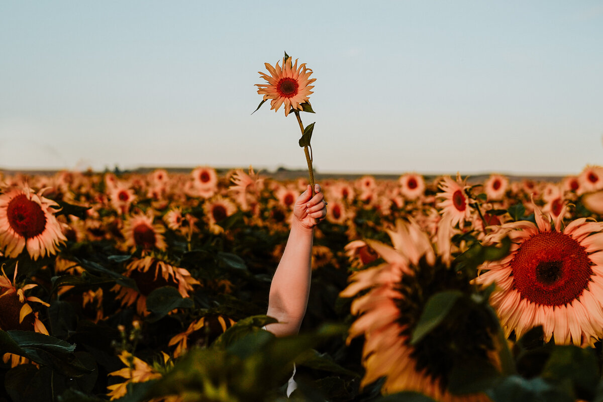 AlexSunflowers0720-39