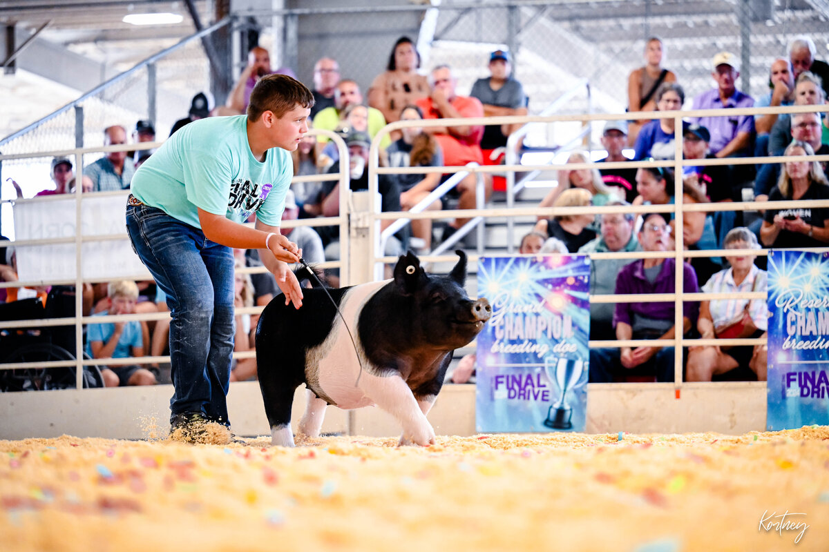 boy driving hog during show