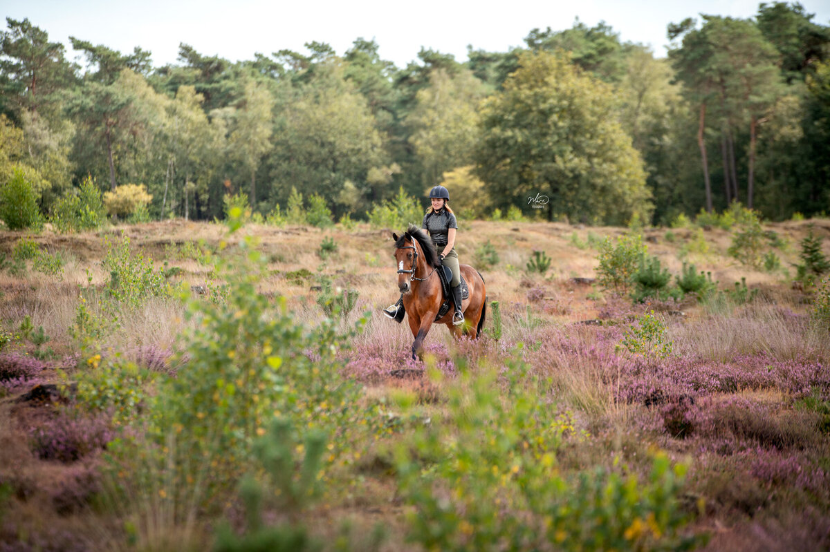 Fotoshoot paard heide friesland (1)