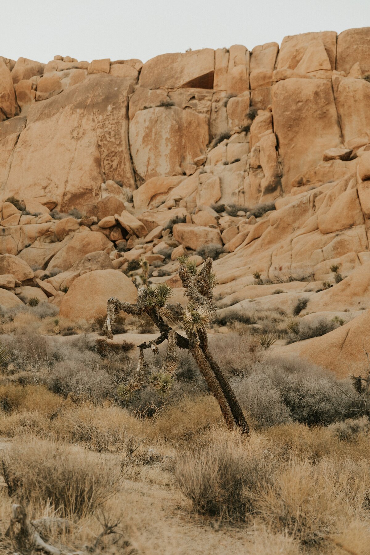 Joshua-Tree-Elopement-19
