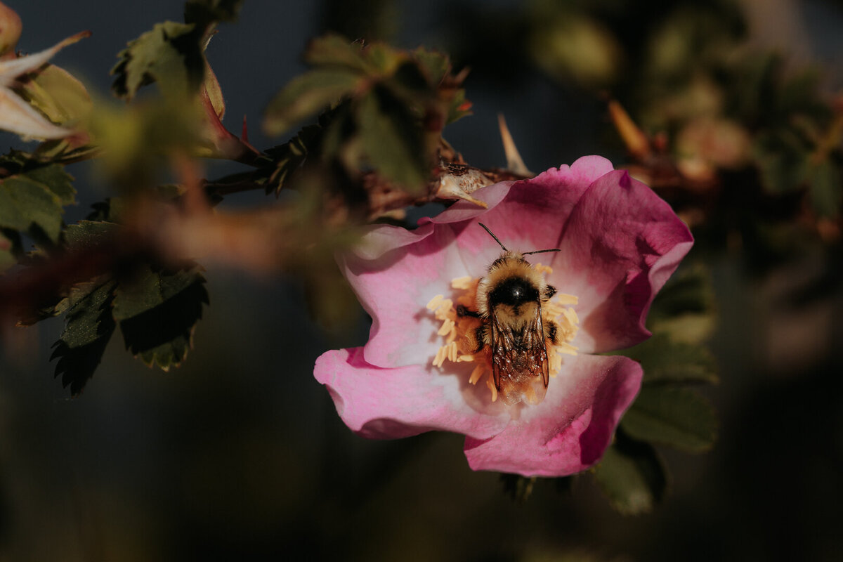 EDP Wildlife-240624-003