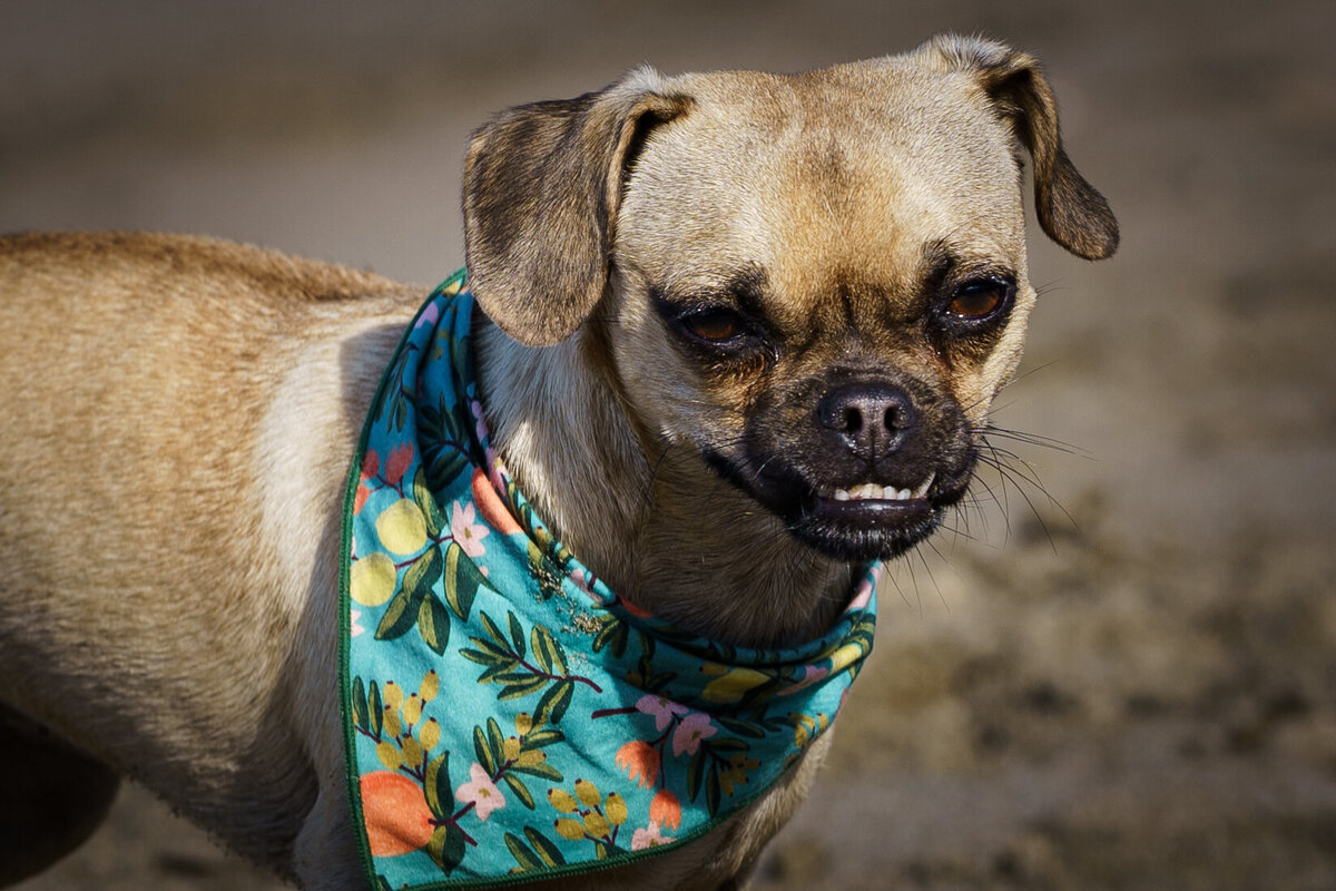Close up of a chug puppy with an underbite and a colorful scarf around the neck during family photos on the beach
