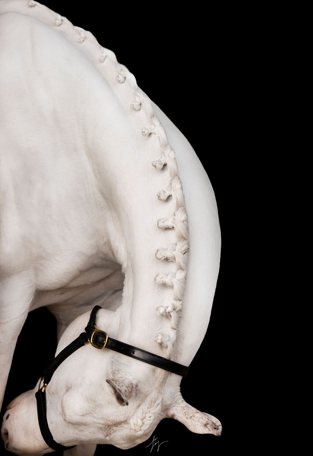 Fine Art Horse Portraits (25)