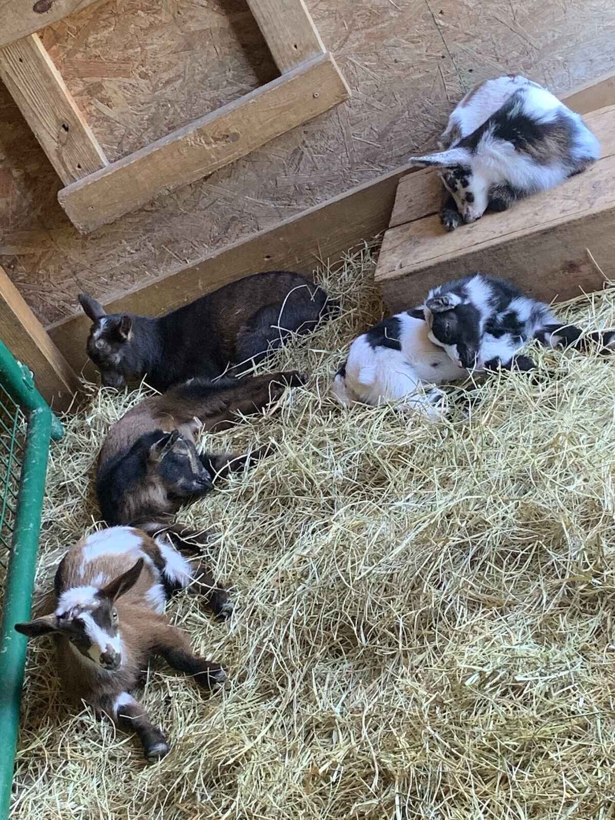 nigerian-dwarf-goat-kids-napping-in-barn