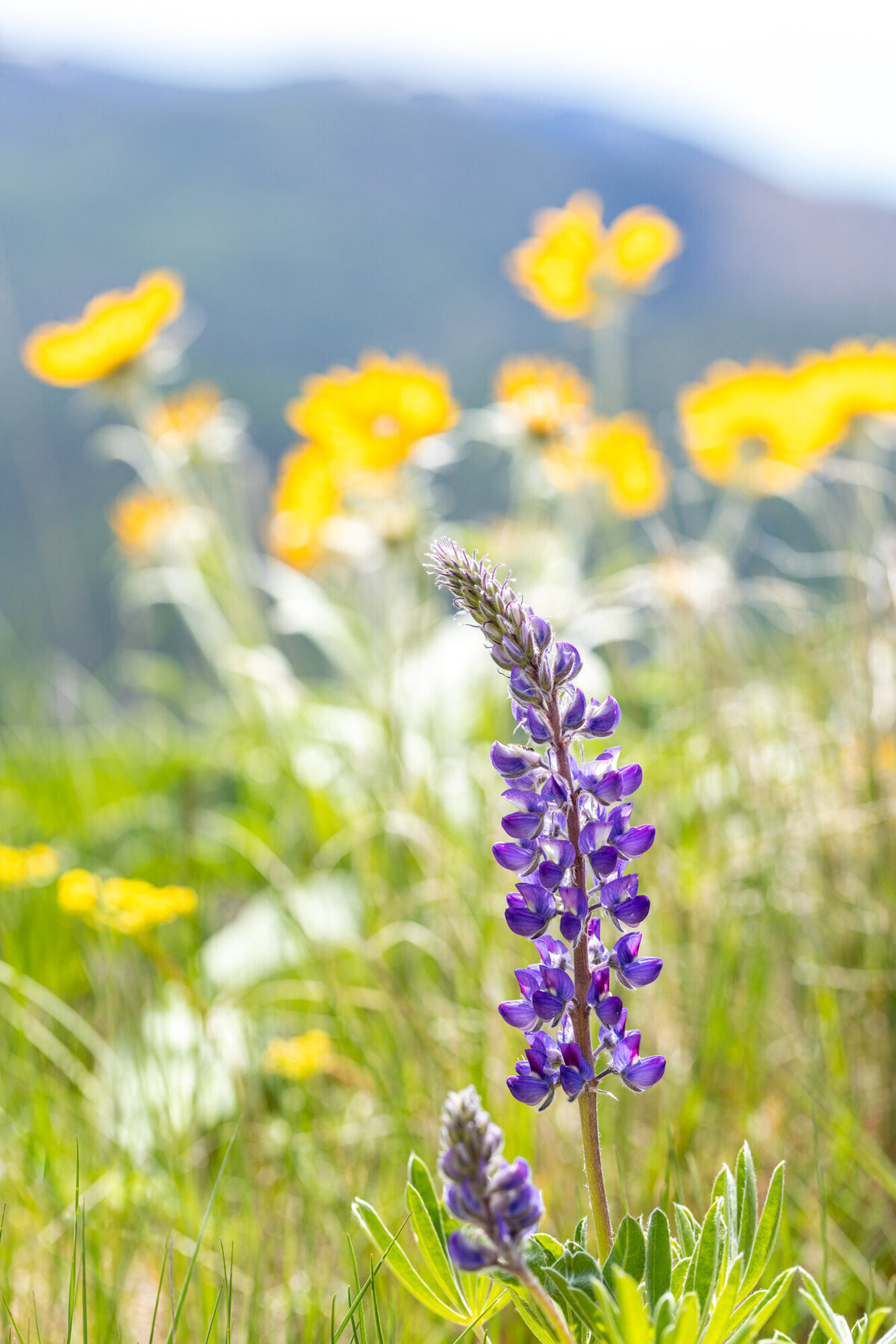 Montana wildflowers purple lupine and yellow arrowleaf balsamroot, Mount Sentinel, Missoula