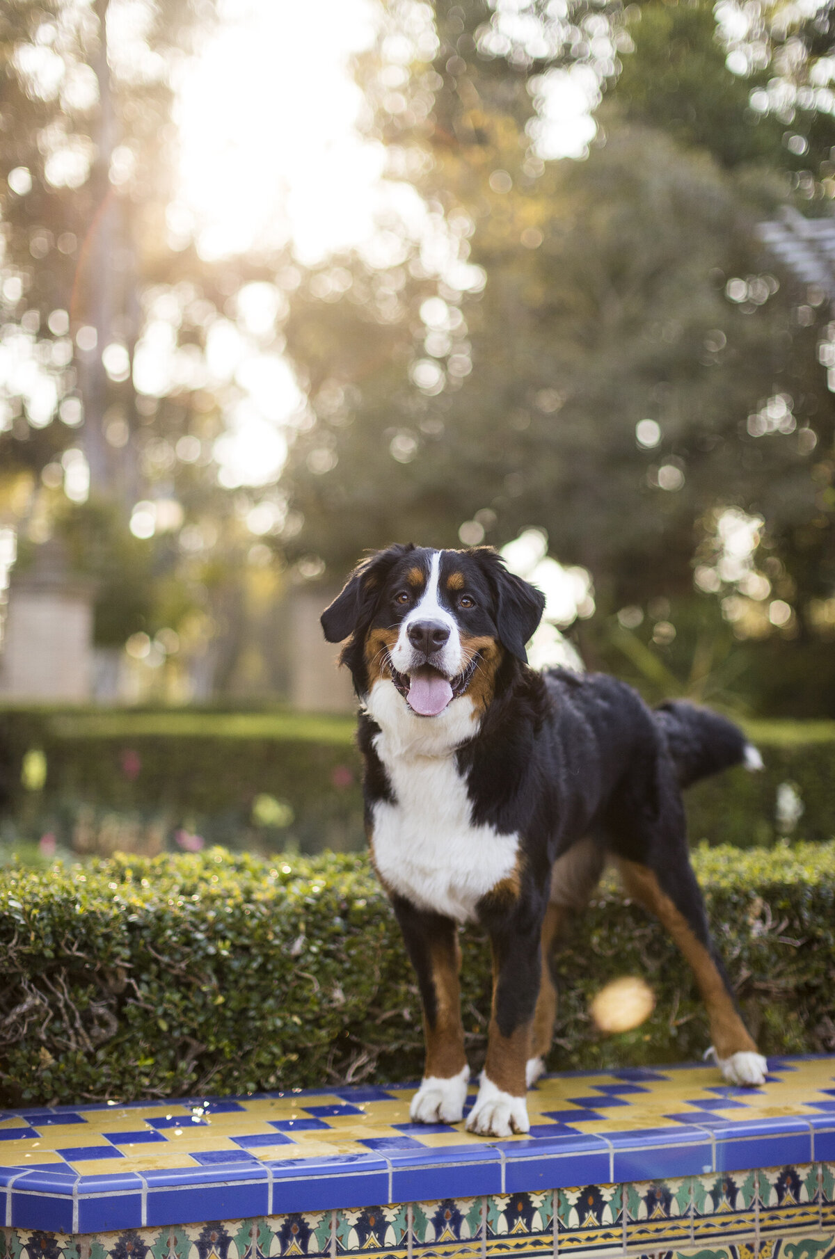 pet brand photographer 3 copy
