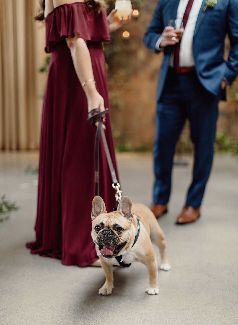 french-bulldog-ring-bearer