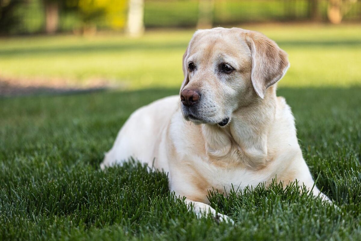 yellow-labrador-grass-shade-8065