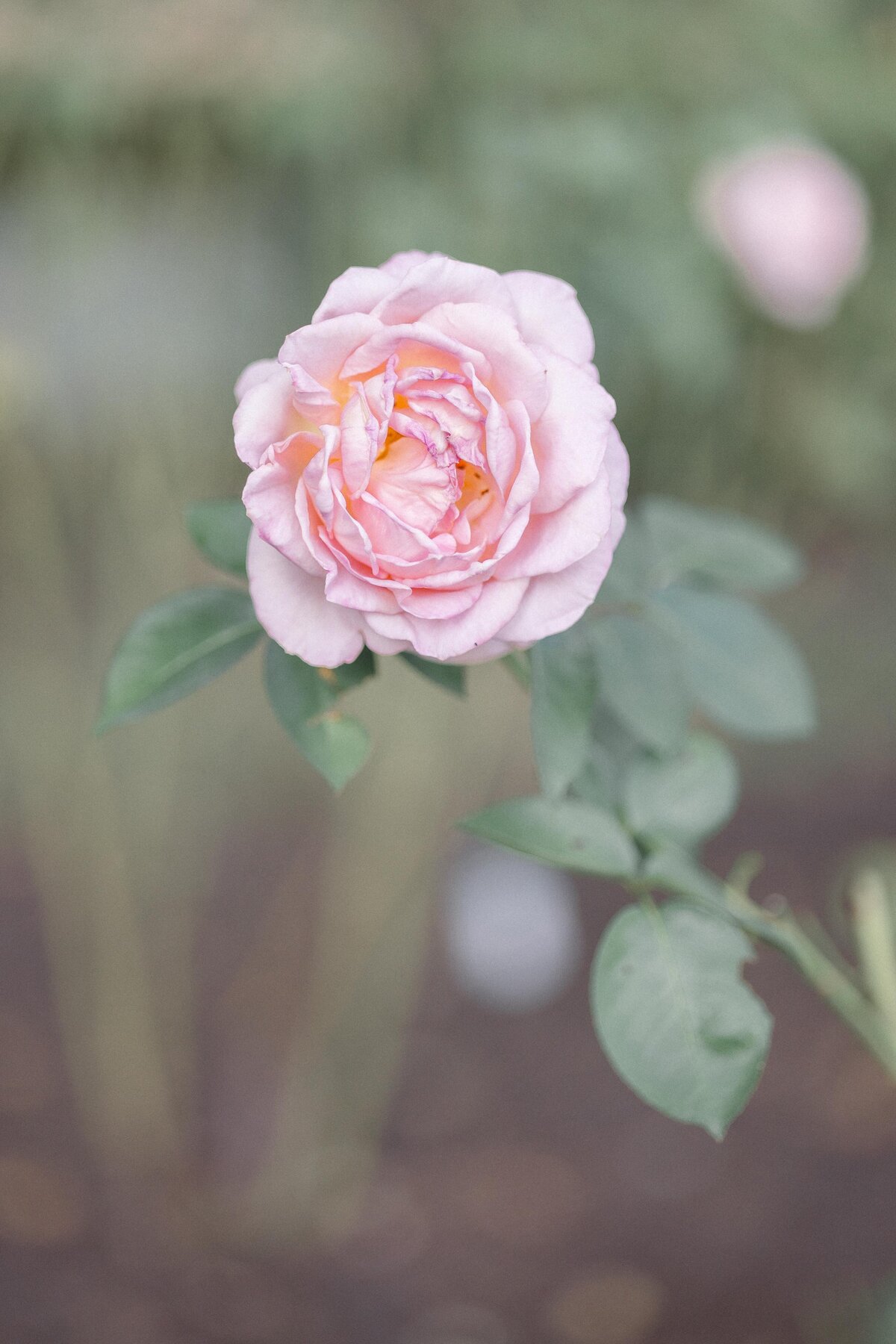 ashlee emerson photography-4716