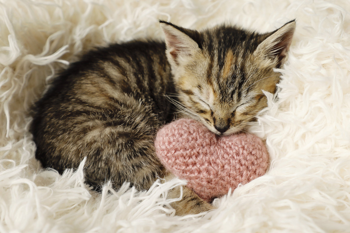 Farm Kittens 43