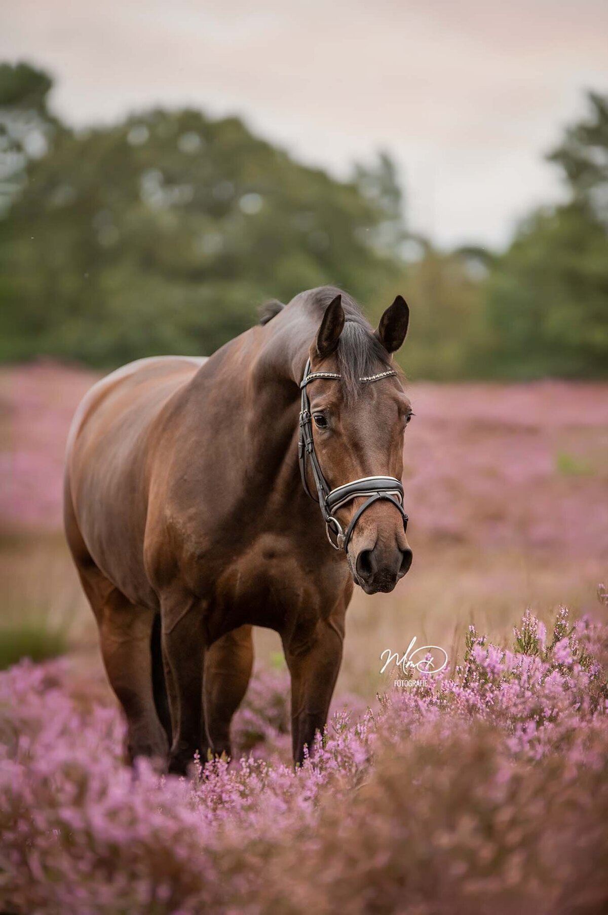 paardenfotograaf friesland-10