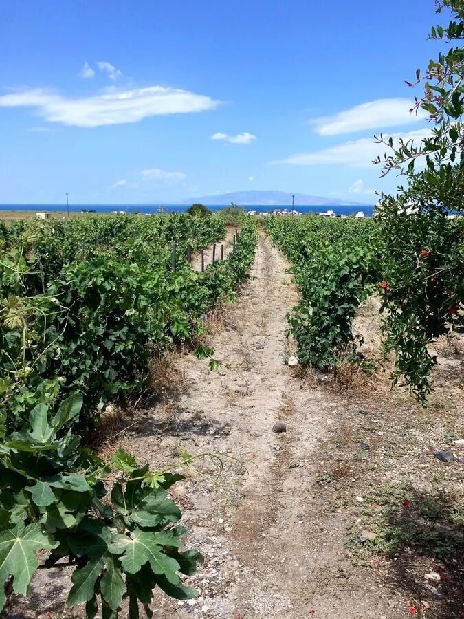 vineyard-santorini