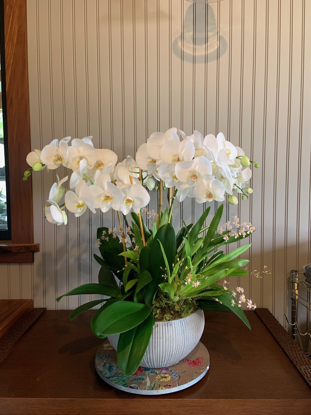 White phalaenopsis orchid favorite