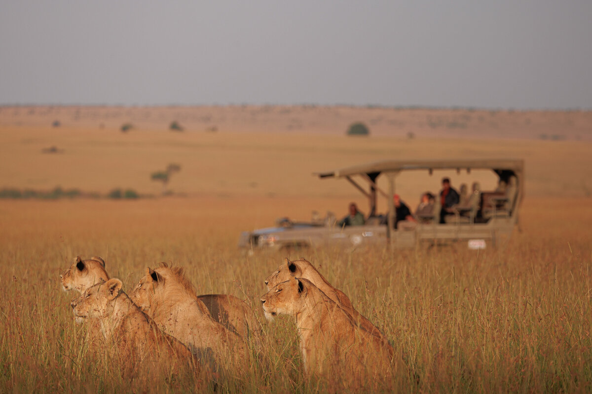 Safari adventures