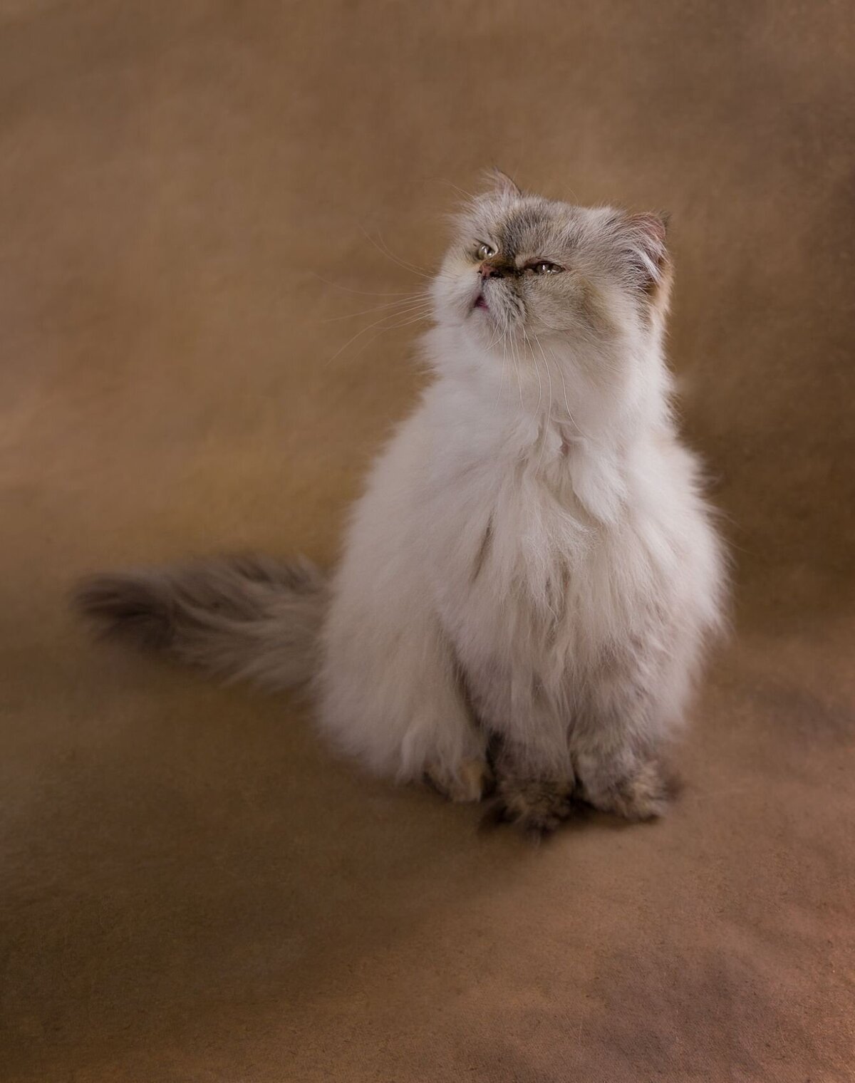 lilla-bordas-portraits-tampa-CAT-photographer1241