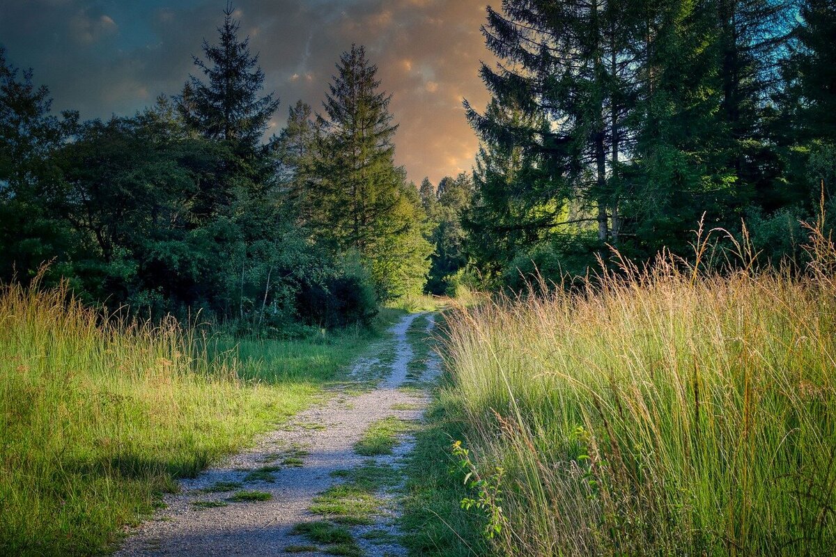 A peaceful dirt path winding through a lush green field and a forest evergreens.