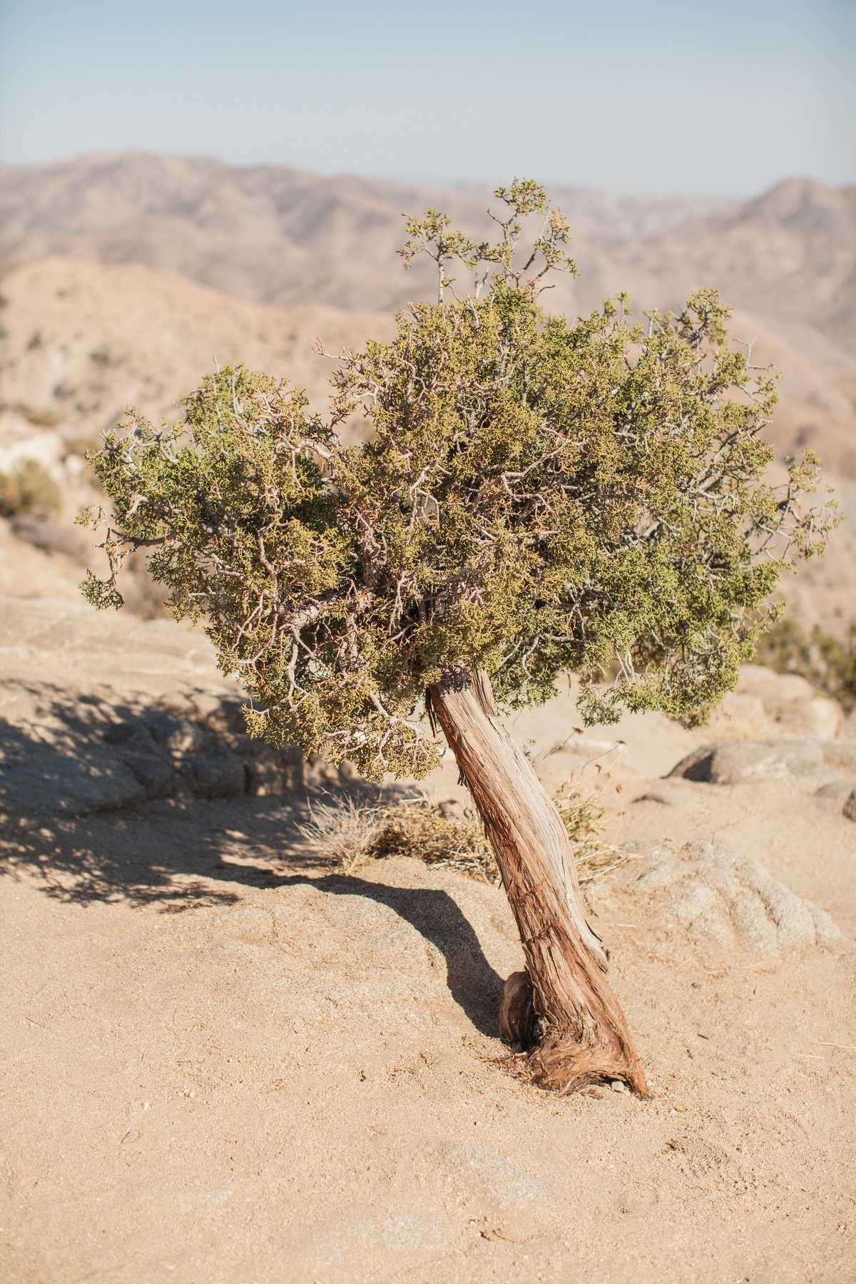 150708_150708 joshua tree_0352