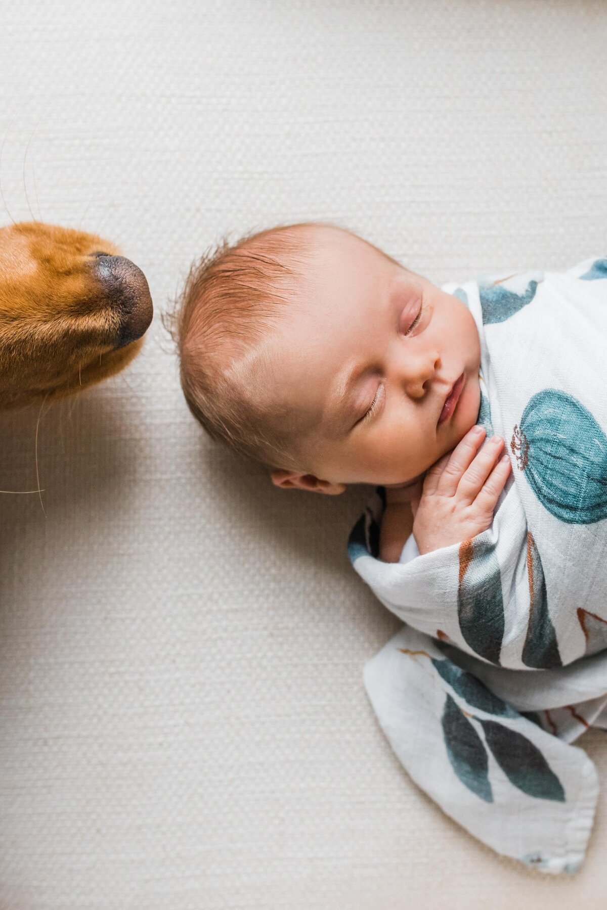 A sleeping infant swaddled in a patterned cloth, with a dog sniffing nearby, captured perfectly by a Pittsburgh family photographer.