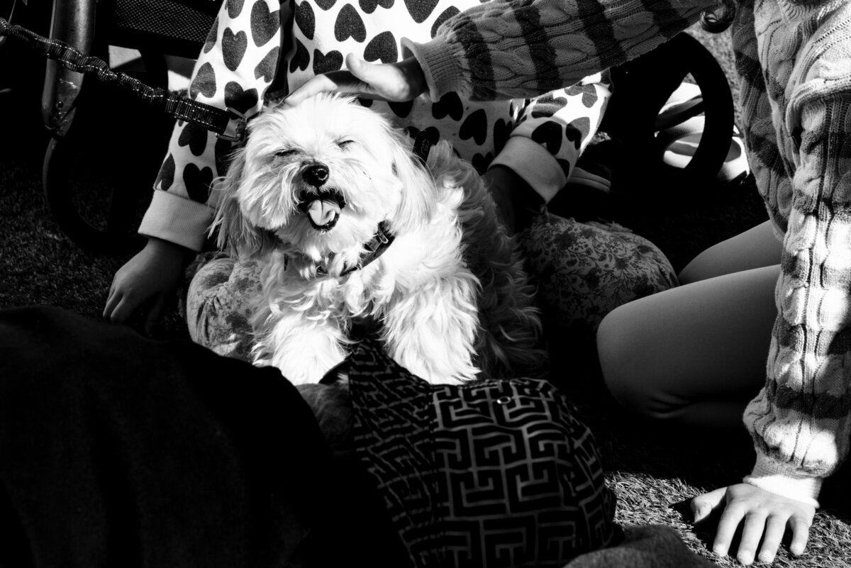 dog-photo-los-angeles