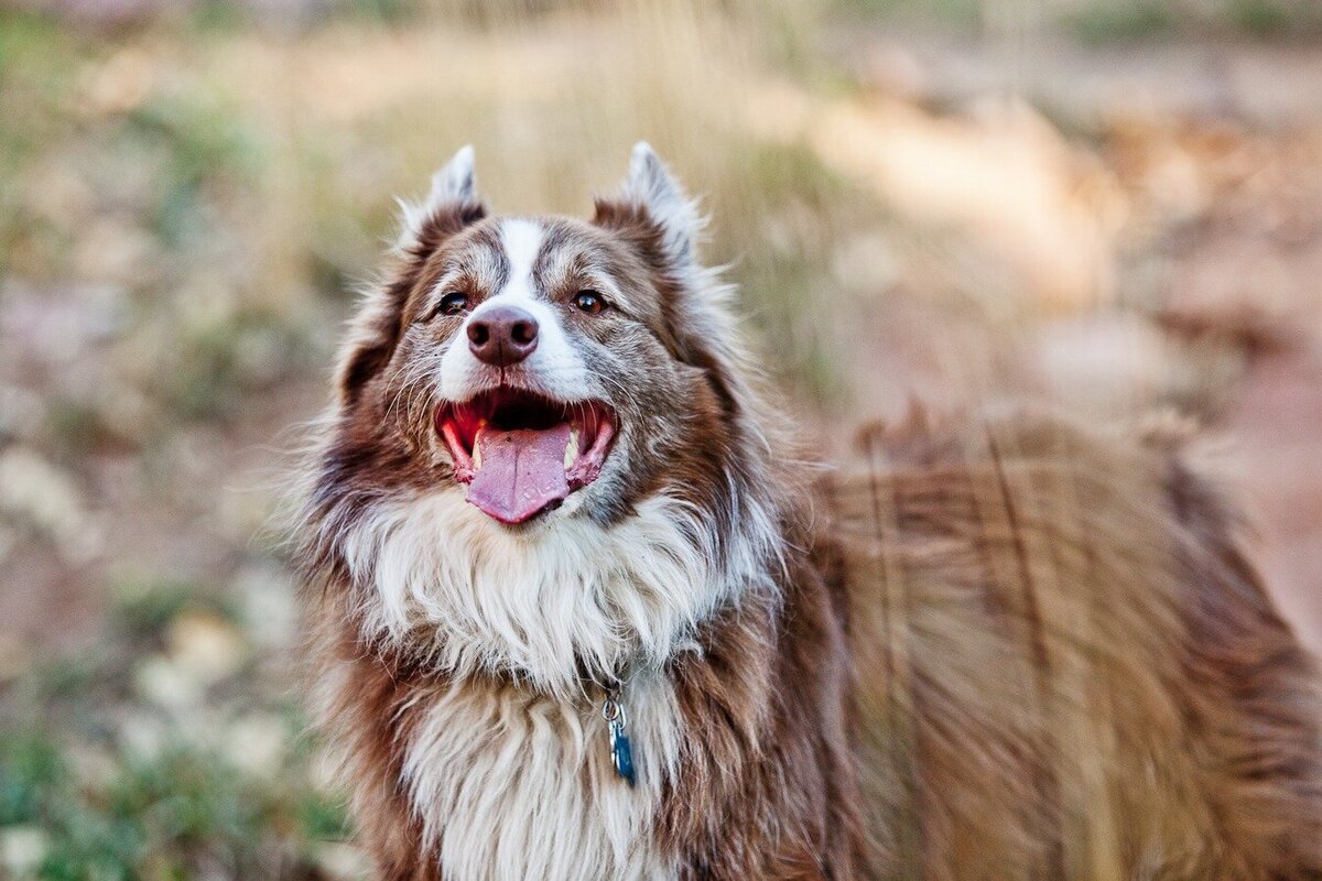 happy panting dog on colorado trail