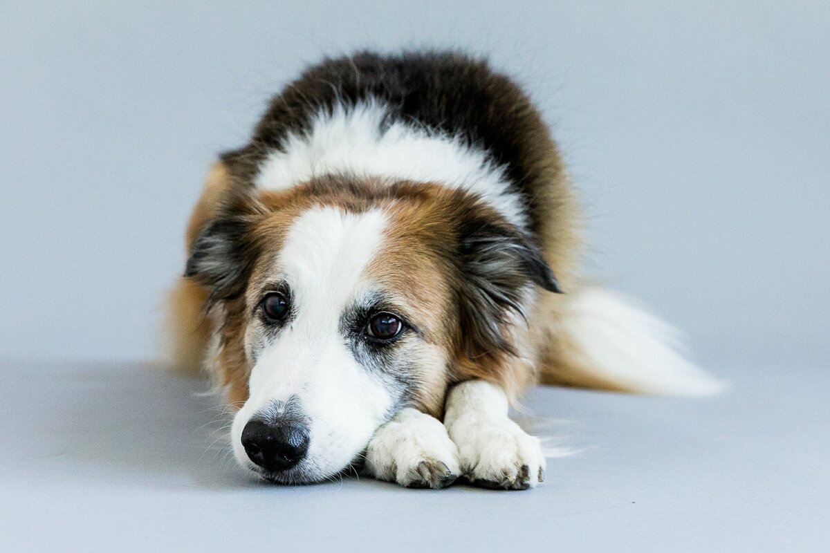 San Francisco pet photography