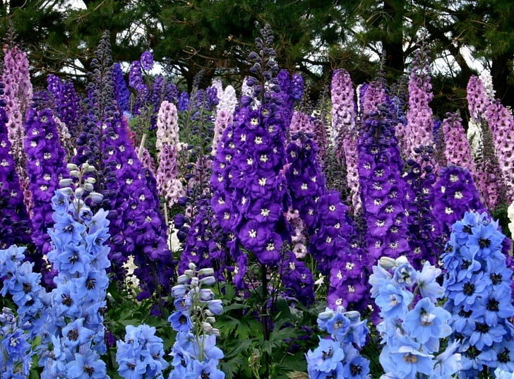 delphinium-colorful-flowers-beautiful-wallpaper-preview