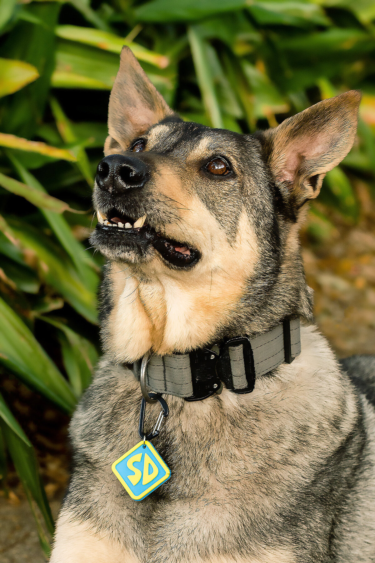 New Orleans Pet Photographer 23