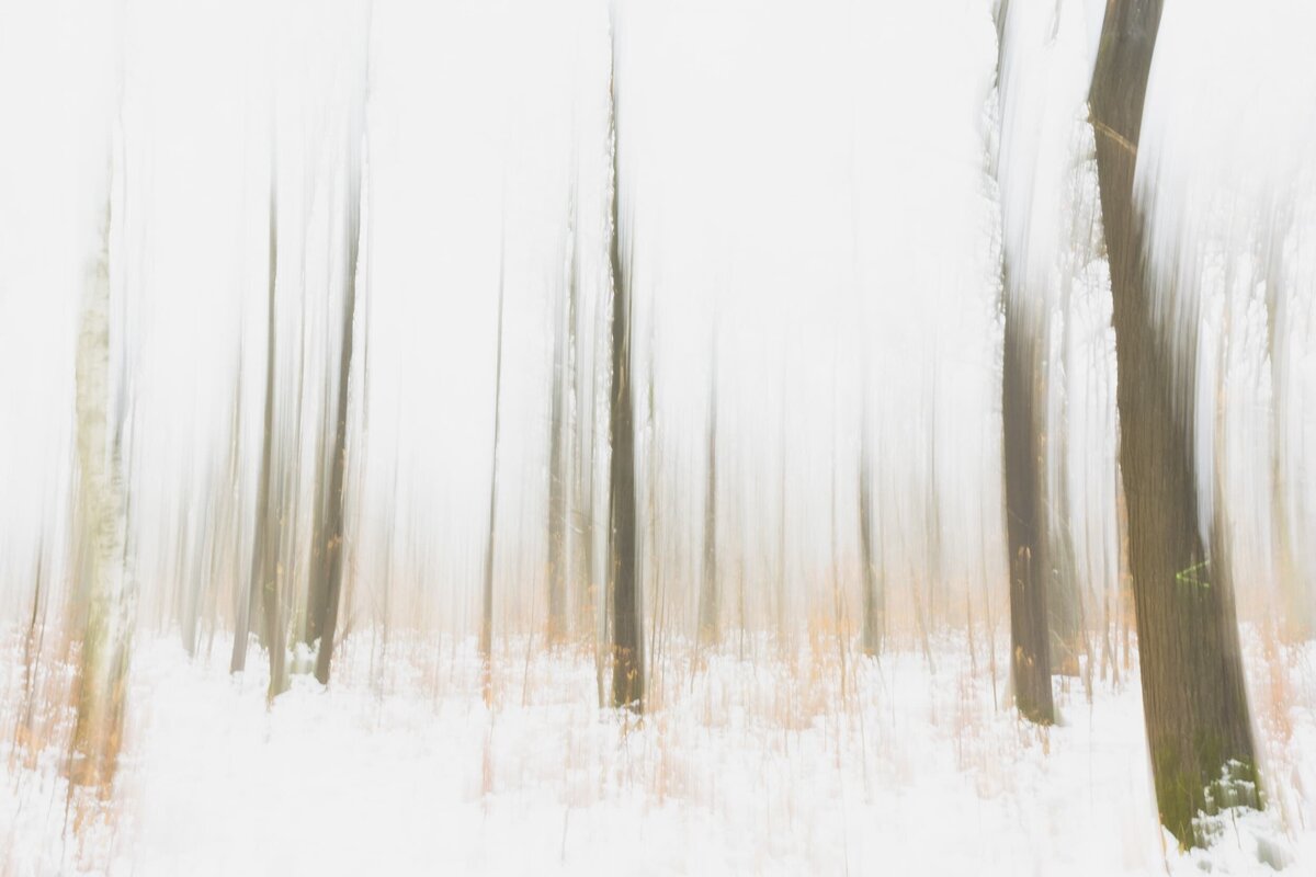 Forest Bathing, Winter 1
