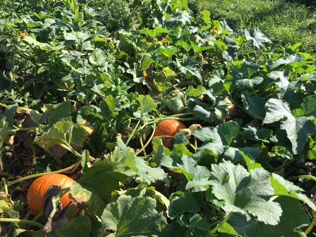 Pumpkin3