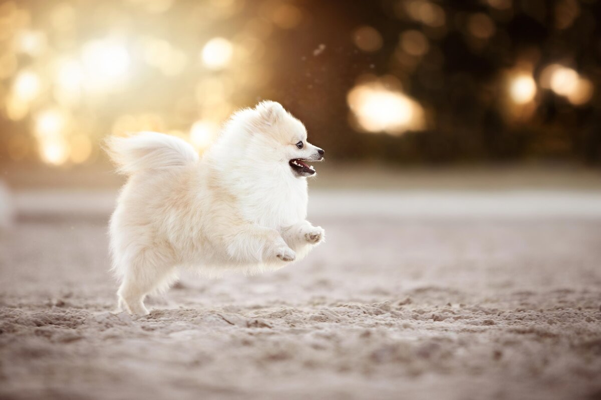Hondenfotografie-in-de-natuur---ByMarita-Fotografie-12