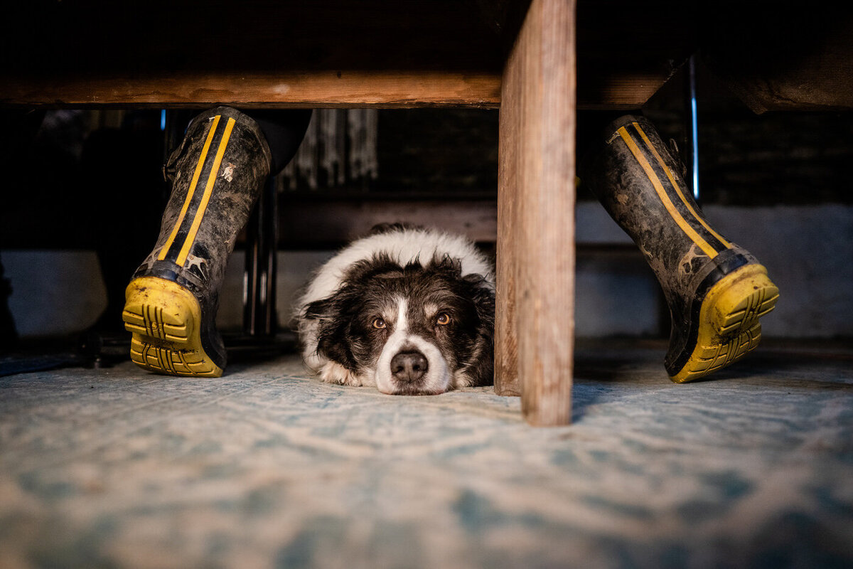 a tired dog looking directly at the camera under a bench whilst his owners muddy wellies are either side
