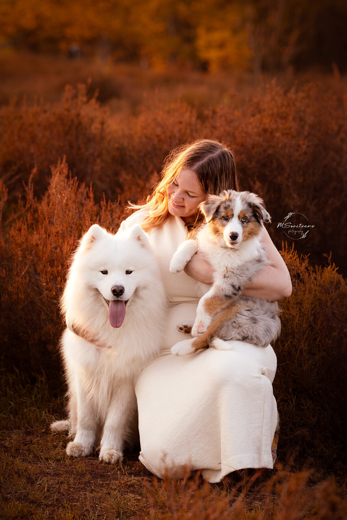 Dogmom al knuffelend tijdens de fotoshoot met haar 2 honden. Een samojeed en een australische herder puppy in de heide met zonsondergang. 
