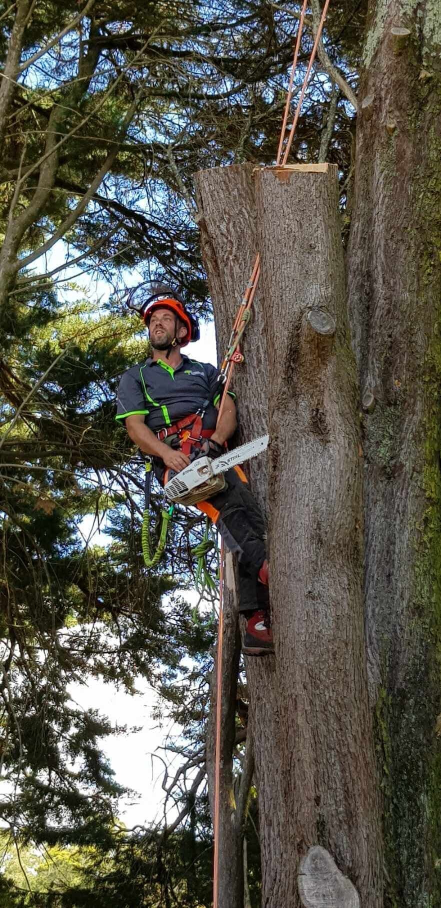 Evergreen Tree Services SA-Tree Removal-001