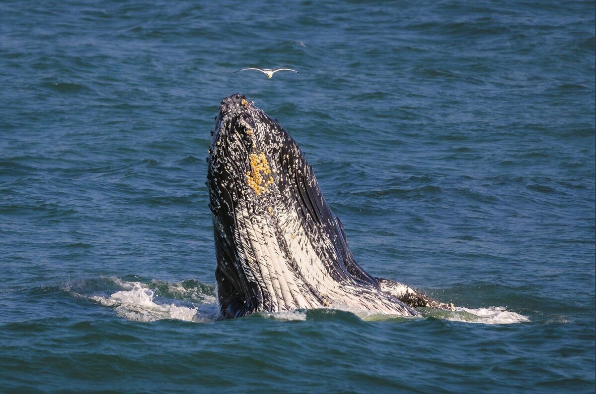 whale-watching-pacifica-near-san-francisco