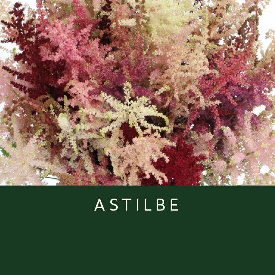 Astilbe