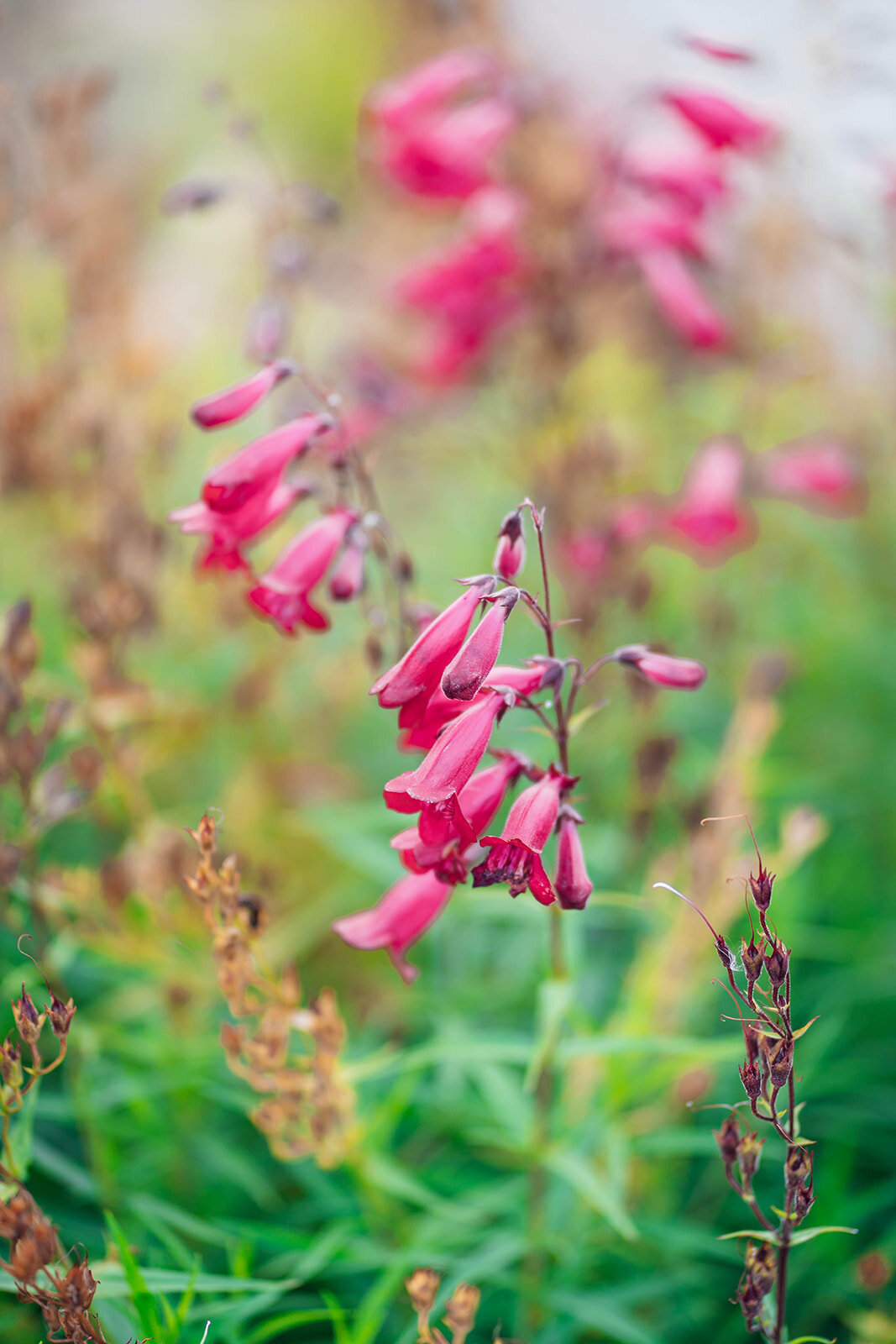 Hyde_House_EmilyCollettPhotography0058