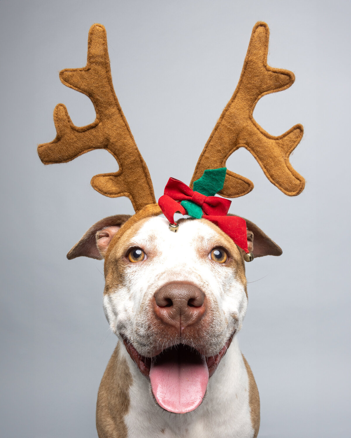 Pet photos studio Cleveland Ohio--52