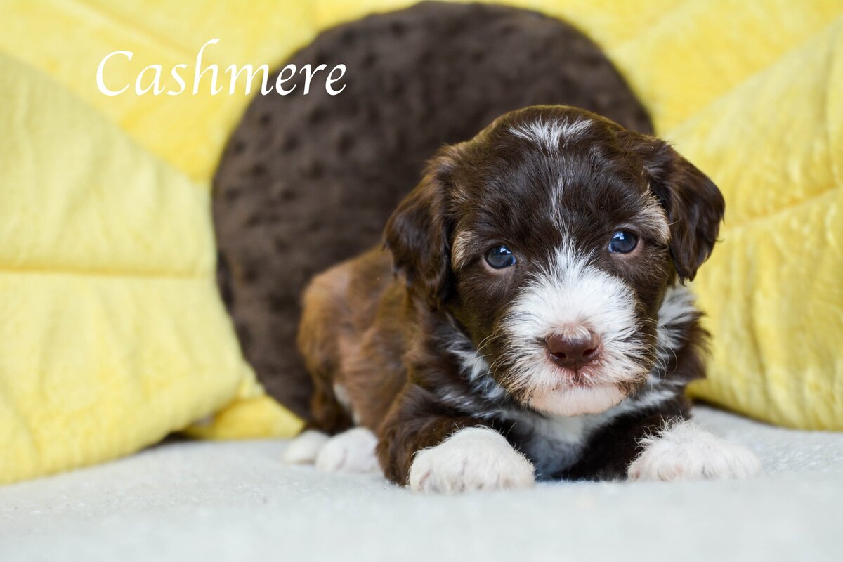 Available Mini and micro Sheepadoodle Puppies