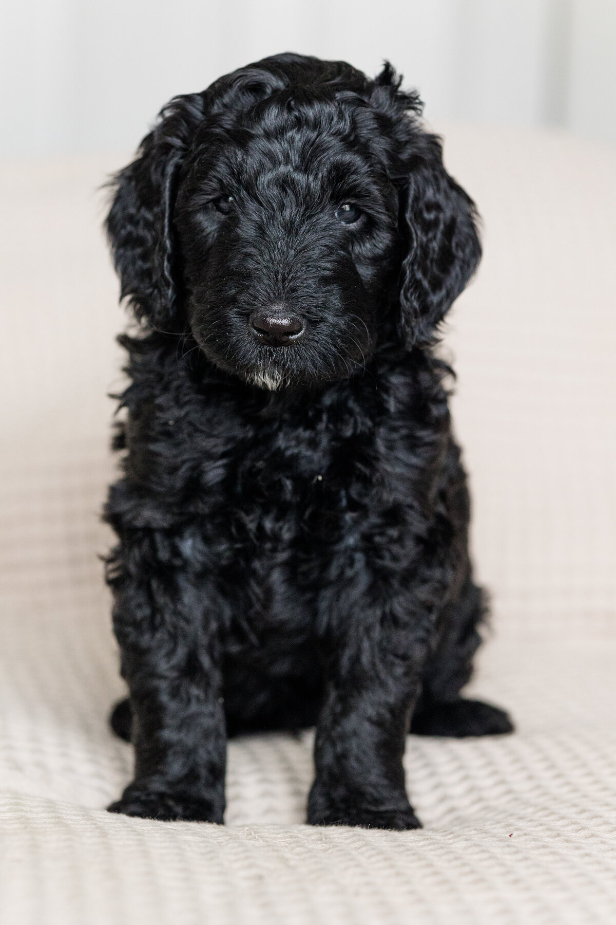 099_Bernedoodles
