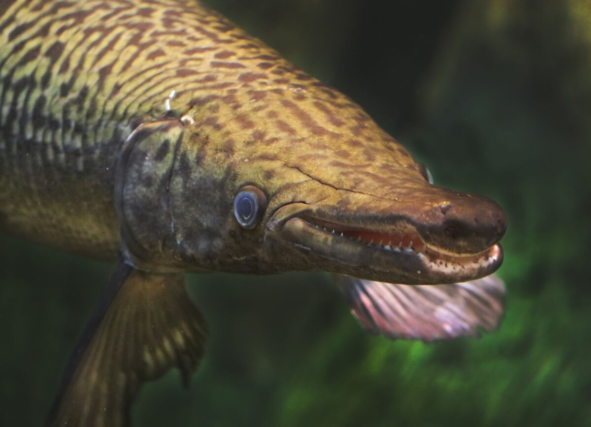 Alligator_Gar_Edited-2516025c-2500