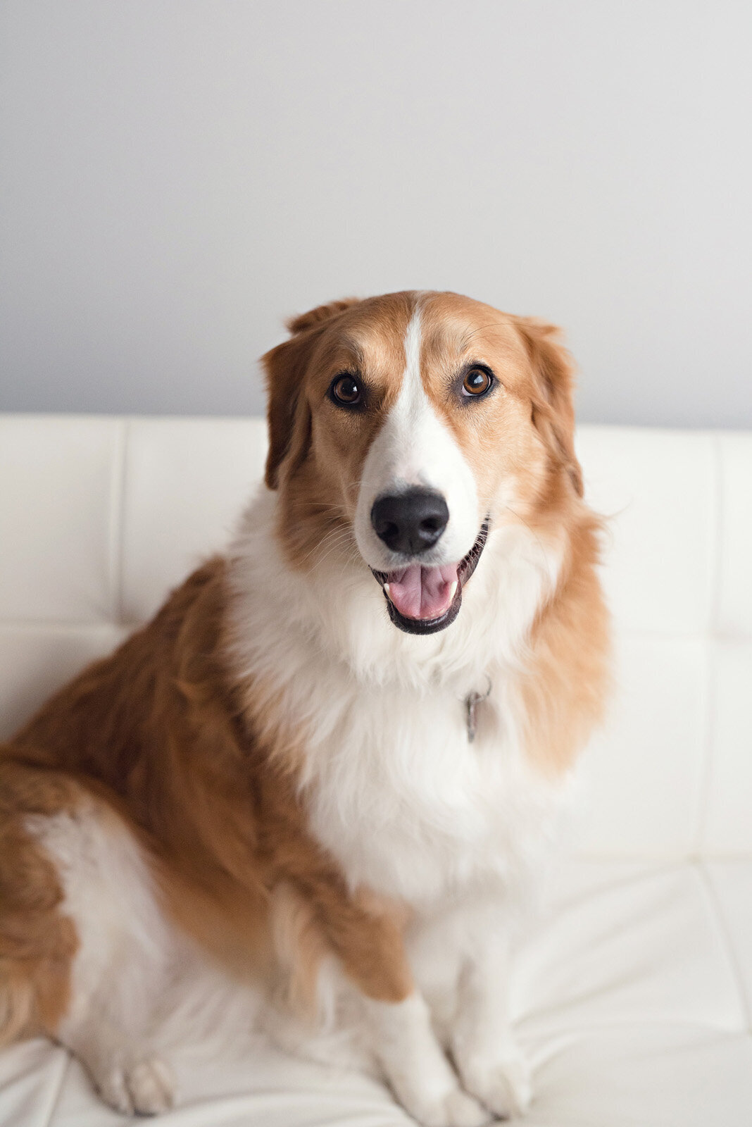 Pet Photography Minneapolis | Megan Engeseth Photography 05