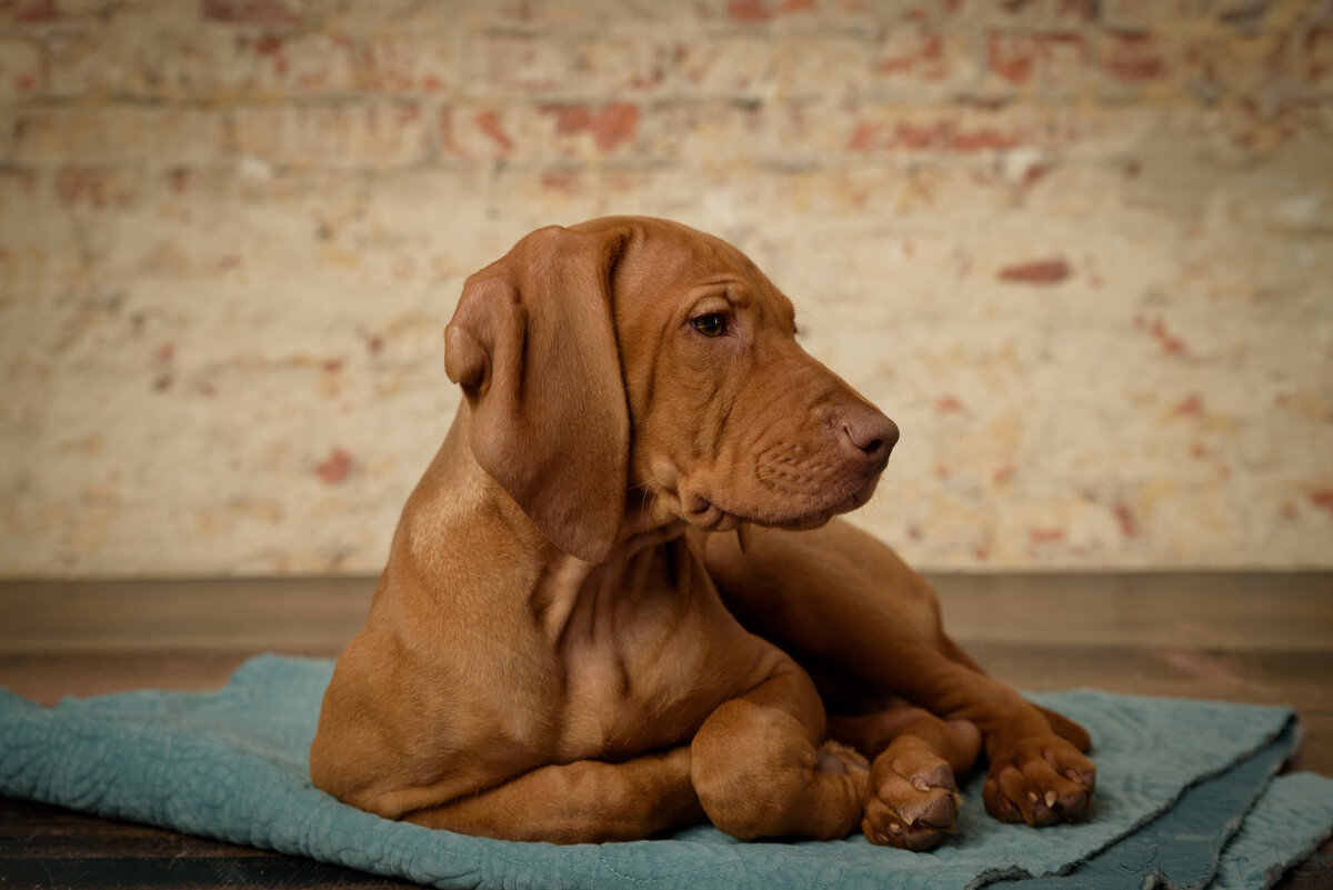 Abbie Potts Photography Green Bay Pet Photographer Ledgeview, Wisconsin_2513R