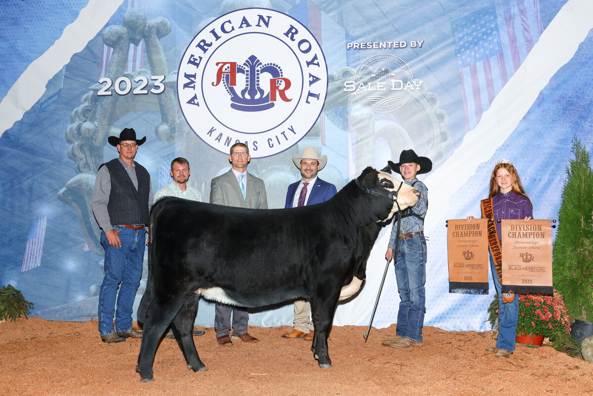 Black Hereford heifer JM MS Show Miles 