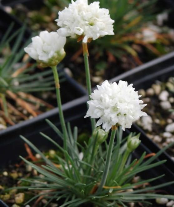 75_2222_sea_pink_sea_thrift_big