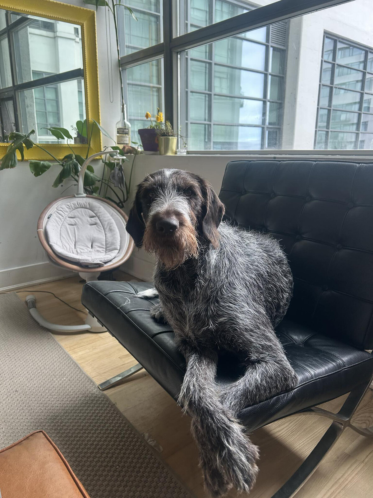 HamiltonToronto-PetSitting-028