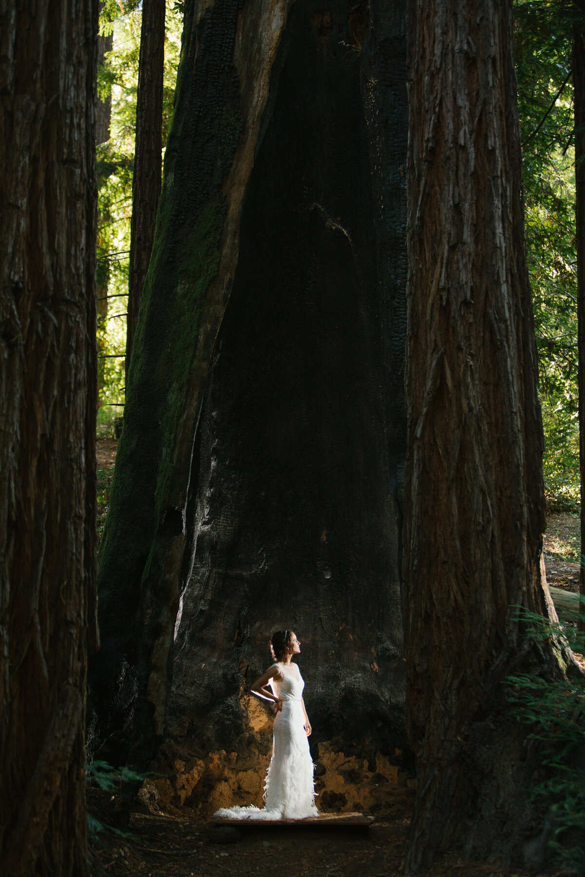 redwoodswedding1