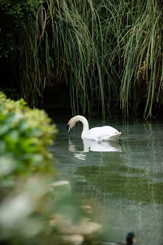 A swan swimming in a lake