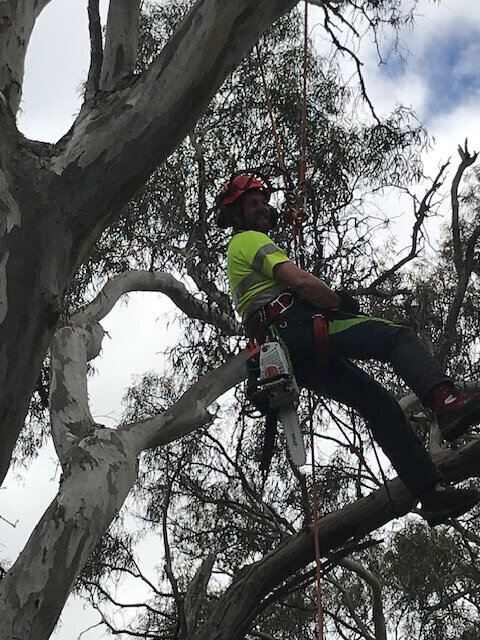 Evergreen Tree Services SA-Terry Loving His Job-001