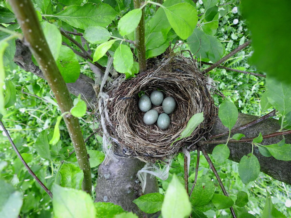 Bird's Nest in a Tree with Five Pale Blue Eggs