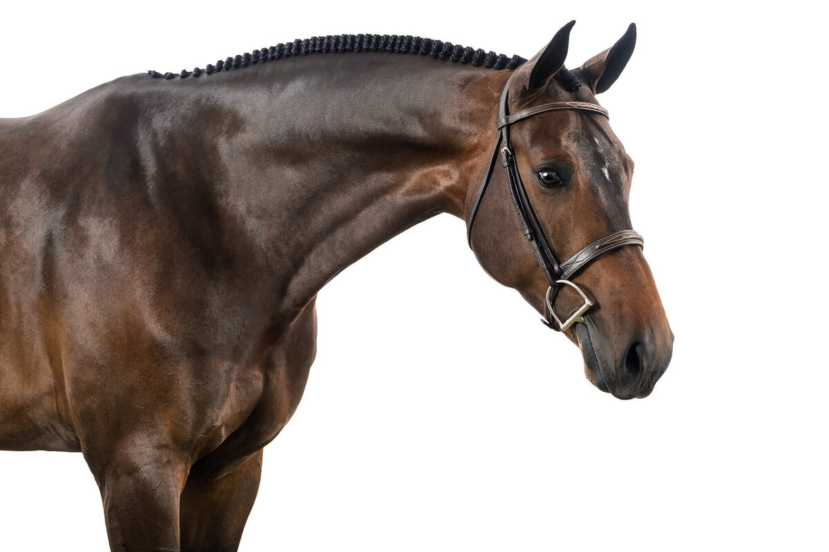 equine-white-background-pictures2024-10-04 at 10.06.57 PM 19